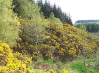 Gorse bank