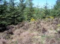 Heather glade