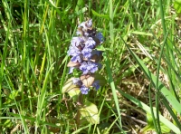 Bugle