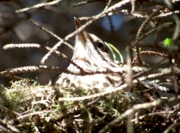 Nesting thrush