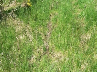 Deer sign