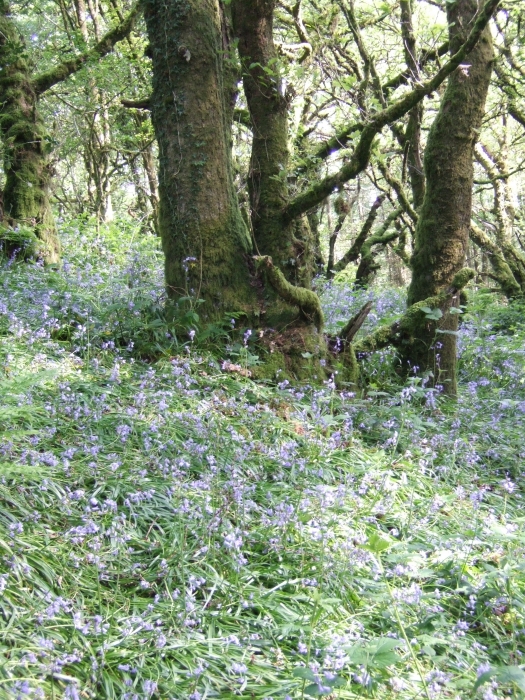 Allt Dderw - Oak Wood - SOLD