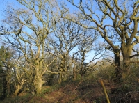 Allt Dderw - Oak Wood photo 4