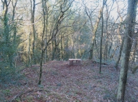 Allt Dderw - Oak Wood photo 5