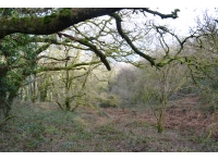 Allt Dderw - Oak Wood photo 6