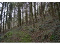 Allt Dderw - Oak Wood photo 7