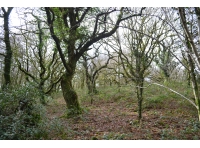 Allt Dderw - Oak Wood photo 8