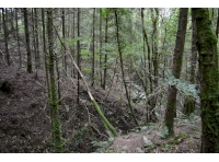 View across the woodland
