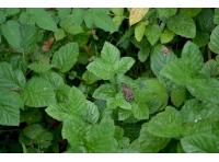 Speckled Wood Butterfly, another sign of wildlife in the wood