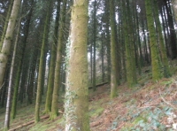 in the middle of the wood