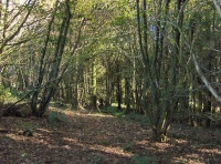 Allt Ysgubog - SOLD photo 2