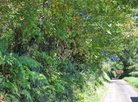 Allt Ysgubog - SOLD photo 3