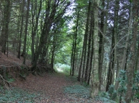 Allt Ysgubog - SOLD photo 5