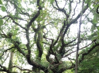 Bek Wood