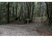 Broadway Wood - SOLD