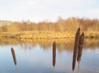 Bronnant Lake photo 2