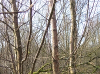 Bronnant Lake photo 4