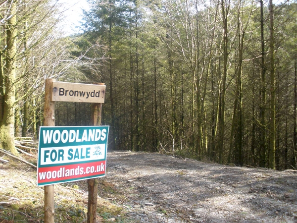 Bronwydd - SOLD