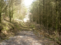looking down the track into the woodland