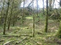 looking up towards the top of the woodland