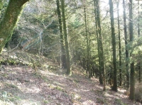 Sun streaming in the top of wood