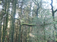The middle of the wood