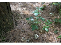 Evidence of nesting birds can be found throughout this woodland