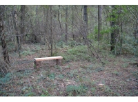 Looking into the woodland from the north west corner