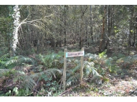 Woodland entrance 