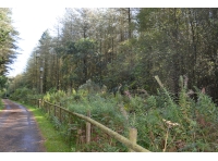 A view of the northern boundary that runs parallel to the access track