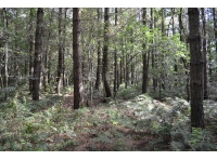 Looking into the woodland from the eastern boundary
