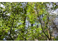 Young Oak trees can be found thriving throughout this woodland