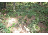 The majority of the dry stone wall surrounding the well can still be seen