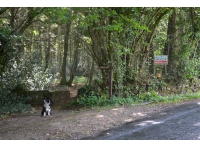 Cicelyford Wood - SOLD