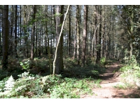 Public footpath running diagonally through the woodland