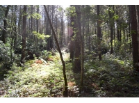 View into the woodland from the public footpath