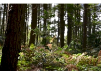 Holly can be found spread across the whole woodland