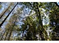 Views into the canopy from the middle of the wood
