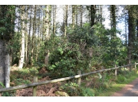 Looking into the woodland from the southern boundary
