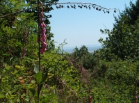 Coed Allt Goch - Red Hillside Wood - SOLD photo 3