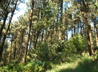 Coed Allt Goch - Red Hillside Wood - SOLD photo 4