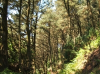Coed Allt Goch - Red Hillside Wood - SOLD photo 5