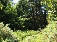 Coed Allt Goch - Red Hillside Wood - SOLD photo 6