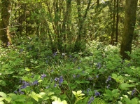 Coed Ardderfin - SOLD photo 2