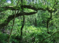 Coed Ardderfin - SOLD photo 3