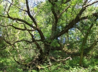 Coed Ardderfin - SOLD photo 4