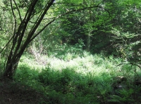 Coed Ardderfin - SOLD photo 5