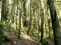 Sunlight through the trees