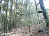 Top of woodland