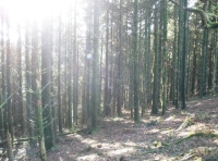 Heart of the woodland